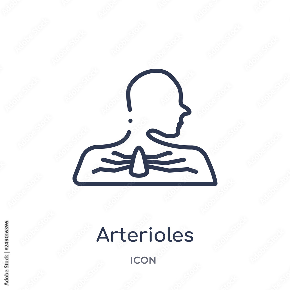 arterioles icon from sauna outline collection. Thin line arterioles icon isolated on white background. arterioles icon from sauna outline collection. Thin line arterioles icon isolated on white background.