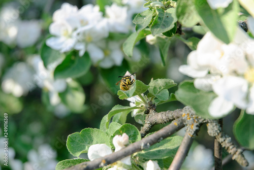 A blooming branch of apple tree in spring