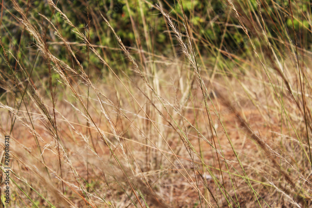 grass in the field grass in the field