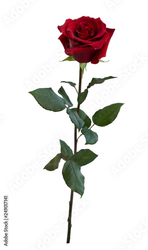 Dark red rose with green leaves
