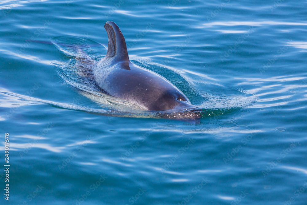 Obraz premium Dolphin