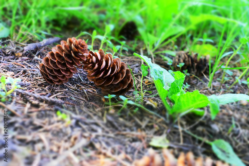 Pine cones on the ground © Виктория Большагина