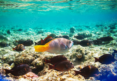 Fototapeta Naklejka Na Ścianę i Meble -  Coral reef