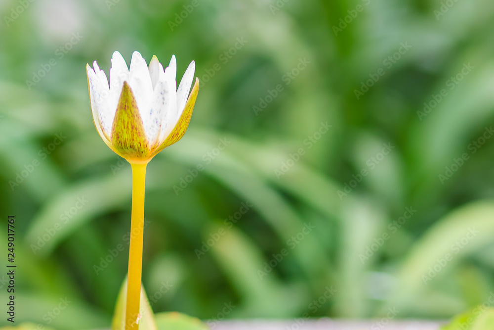Beautiful white budding lotus flower on green leaves background Beautiful white budding lotus flower on green leaves background