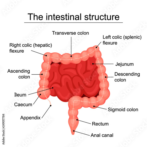 The human intestinal structure medical diagram, structure of the digestive organs, digestive system - flat vector illustration