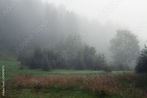 misty morning in a forest glade © smolskyevgeny