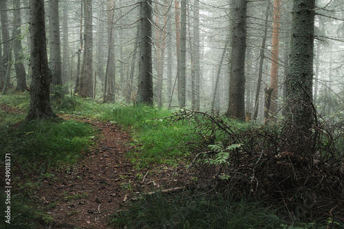 path in a coniferous forest on a foggy summer morning