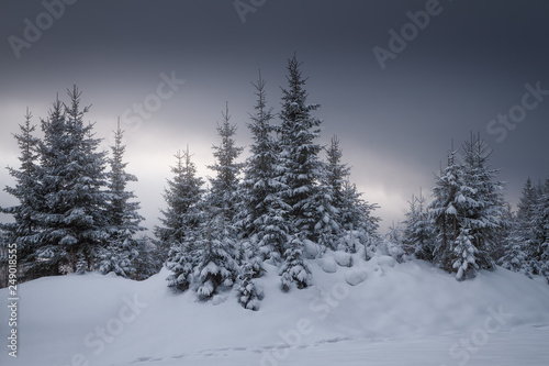 view of the beautiful snow-covered spruce forest © smolskyevgeny