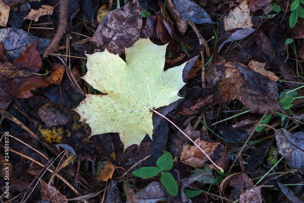 autumn maple leaf close up