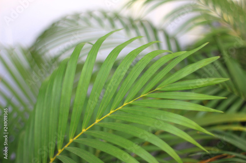 green tropical palm leaf with shadow on white wall