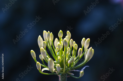 Bud of a white Agapanthus in the sunshine