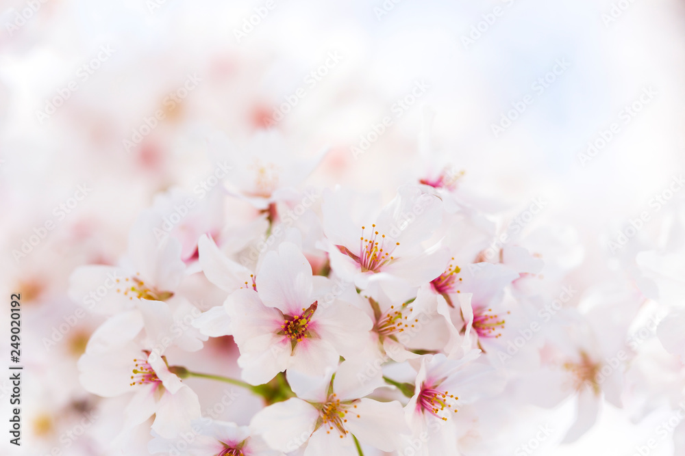 桜 桜