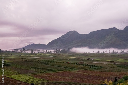 Green fields mountain foggy weather panorama landscape. Grass rice field nature background
