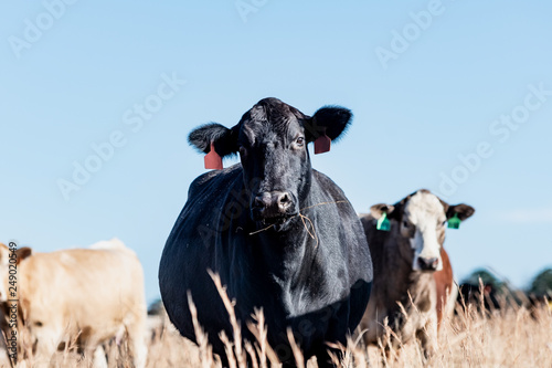 Angus cow with other cows in background