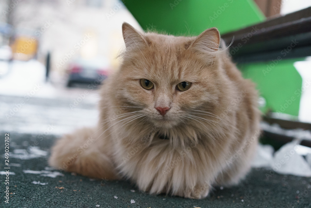 Φωτογραφία Portrait of the red cat at winter time in the city street