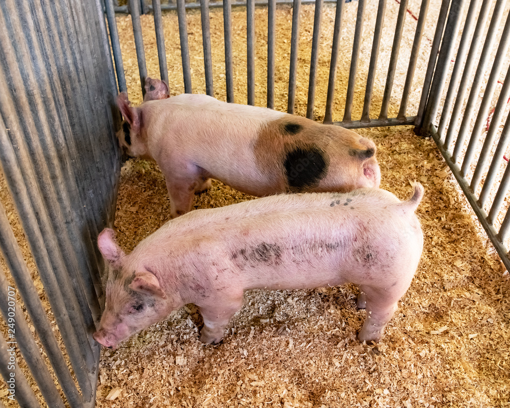 Fotografie Yorkshire pigs in a pen