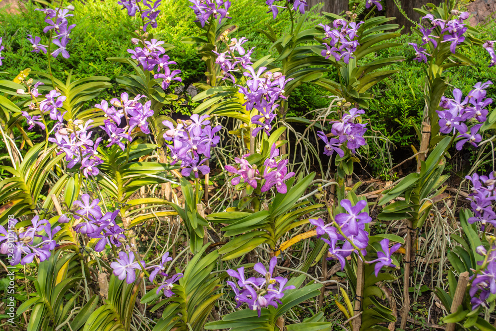 Obraz premium Beautiful orchid park has multi colors of flowers in spring season at Ratchaburi Province of Thailand