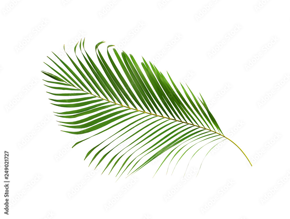 green palm leaf isolated on white for summer background green palm leaf isolated on white for summer background
