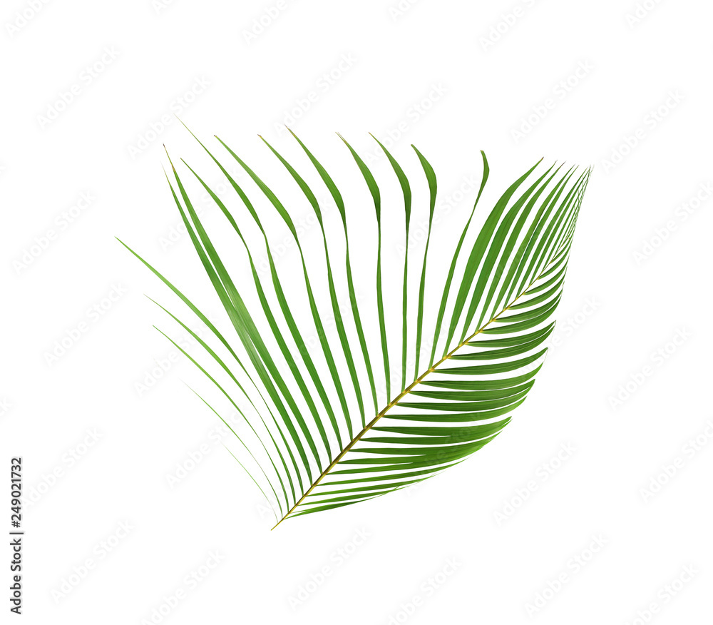green palm leaf isolated on white for summer background