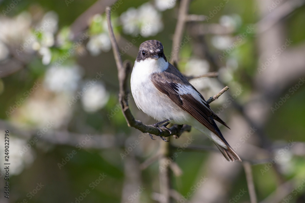 Semicollared Flycatcher Birds Semicollared Flycatcher Birds