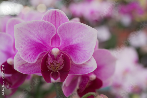 Beautiful dark pink Cattleya orchid background in garden from  export farm in Thailand  selective focus  closeup shot.