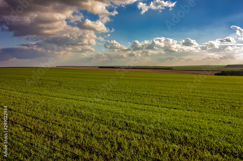 The stunning landscape of green young wheat rows at field and day sky with clouds