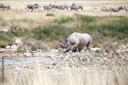 Rhinoceros with two tusks in Etosha National Park  Namibia goes to drink water on herd of zebras and impala antelopes background close up  safari in Southern Africa in the dry season