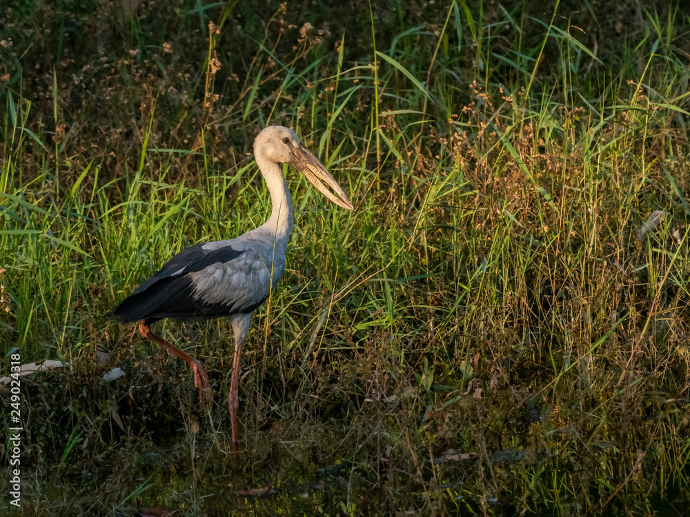 Fototapeta premium Asian Openbill (Anastomus oscitans)