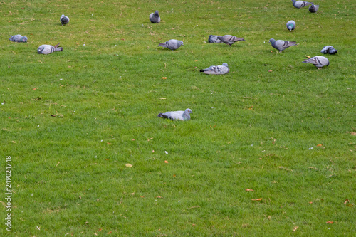 Group of pigeons in green ground