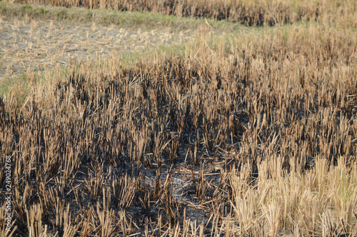 Crop burning in India 