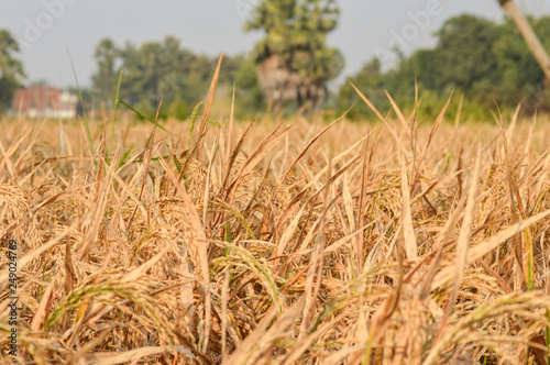 Wheat crop field background 