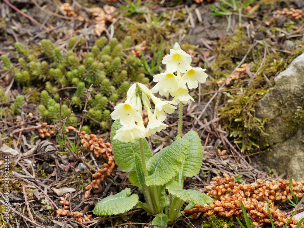 Primula elatior - Primevère des bois ou primevère élevée. Une plante sauvage printanière des sous-bois aux fleurs étalées sur tige, aux pétales de couleur jaune crème au coeur jaune or. Primula elatior - Primevère des bois ou primevère élevée. Une plante sauvage printanière des sous-bois aux fleurs étalées sur tige, aux pétales de couleur jaune crème au coeur jaune or.