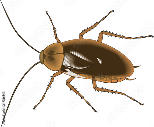 American Cockroach Vector Illustration