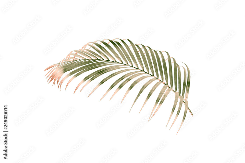 green palm leaf isolated on white for summer background green palm leaf isolated on white for summer background