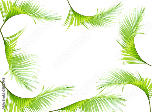tropical green palm leaves on white for summer background