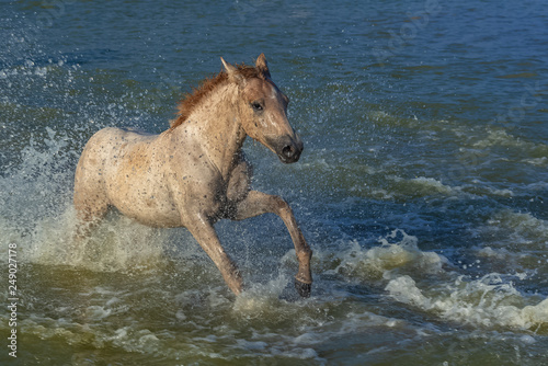 Horses running in the water  beautiful wild horses in Camargue 