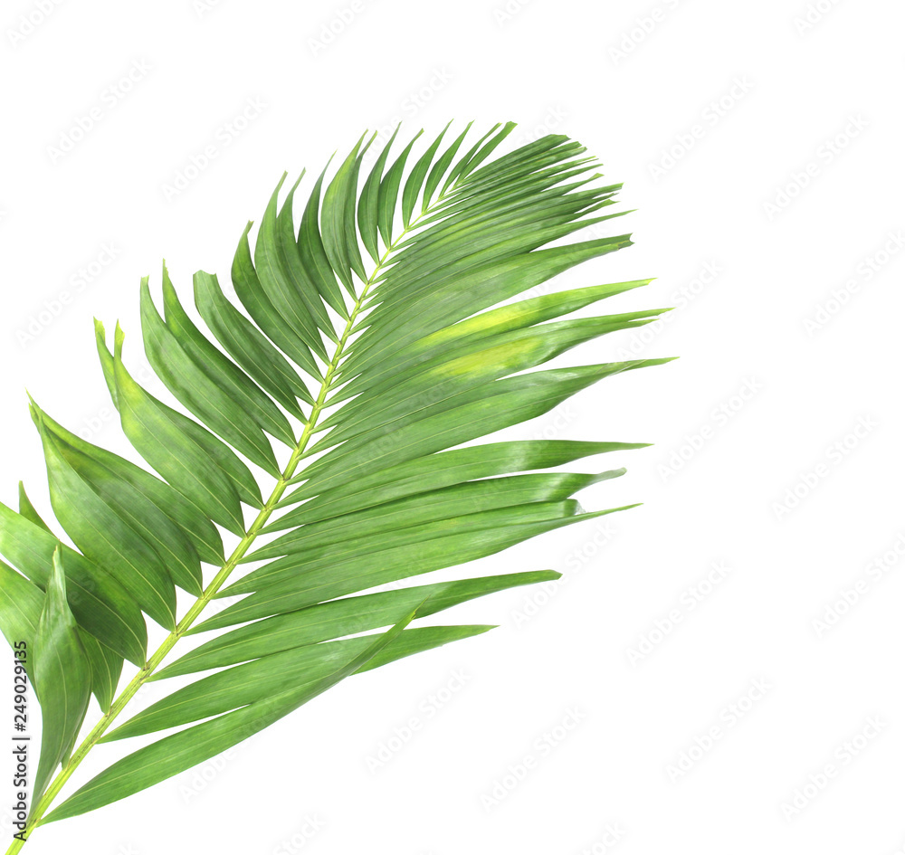 concept summer with green palm leaf from tropical . frond floral leaves branches tree isolated on white pattern background. flat lay, top view. concept summer with green palm leaf from tropical . frond floral leaves branches tree isolated on white pattern background. flat lay, top view.
