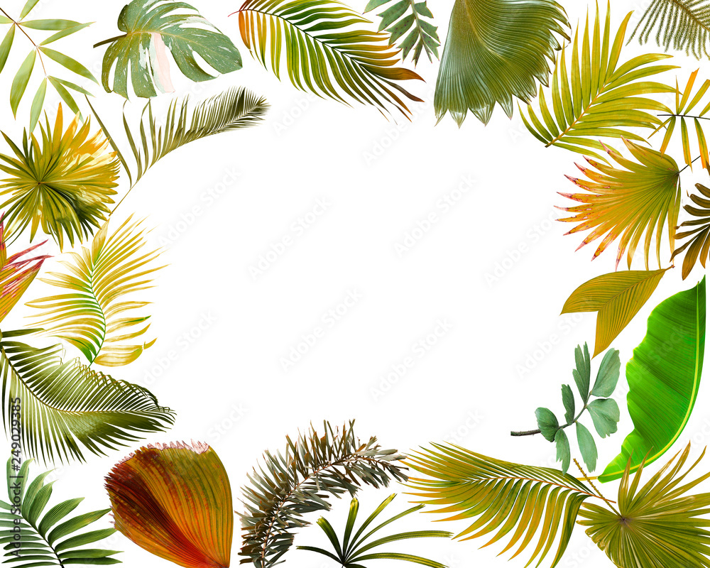 tropical green palm leaf on white for summer background tropical green palm leaf on white for summer background