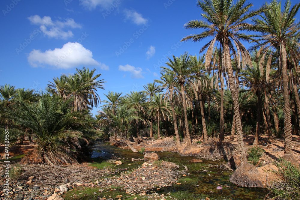 Yemen Island of Socotra