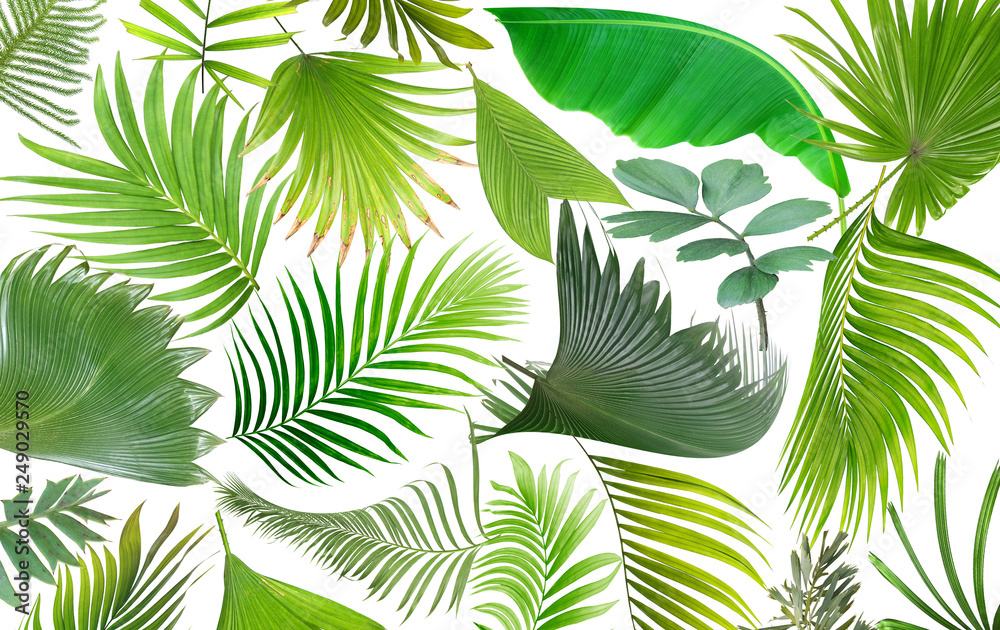 tropical green palm leaf on white for summer background