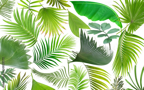 Fototapeta Naklejka Na Ścianę i Meble -  tropical green palm leaf on white for summer background