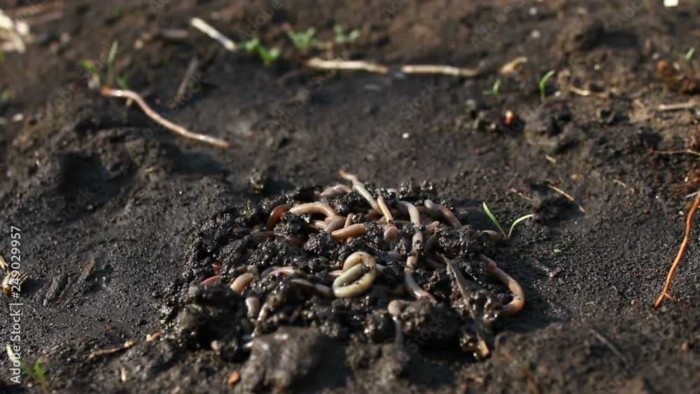 Earthworm. Ball of earthworms. Earthworm. Ball of earthworms.