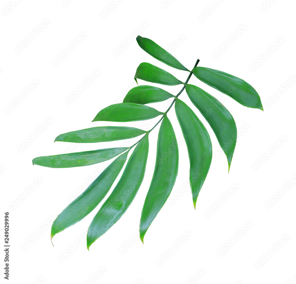 green palm leaf isolated on white background