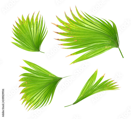 tropical green palm leaf on white for summer background photo