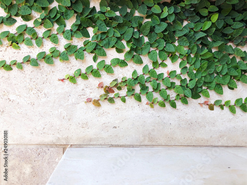 White stone wall and plants in Rishon Le Zion. Close up shot