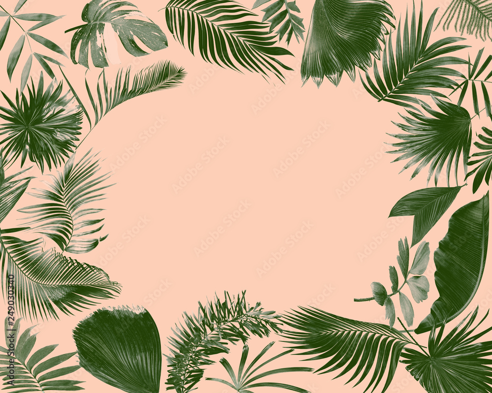tropical frond palm leaf for summer background