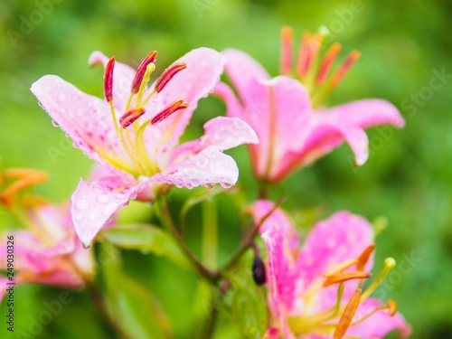 Beautiful Pink lily with raindrop in the garden with green natural background