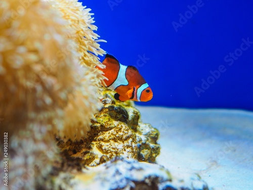 Cartoon fish and coral under the sea for marine background