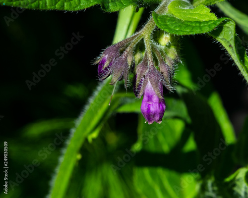 Flower and buds on Common Comfrey, Symphytum officinale, with bokeh background close-up, selective focus, shallow DOF