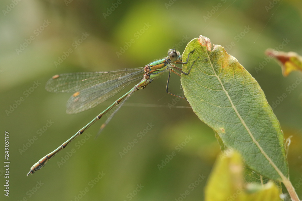 A stunning rare Willow Emerald Damselfly (Chalcolestes viridis) perched on a willow leaf. A stunning rare Willow Emerald Damselfly (Chalcolestes viridis) perched on a willow leaf.